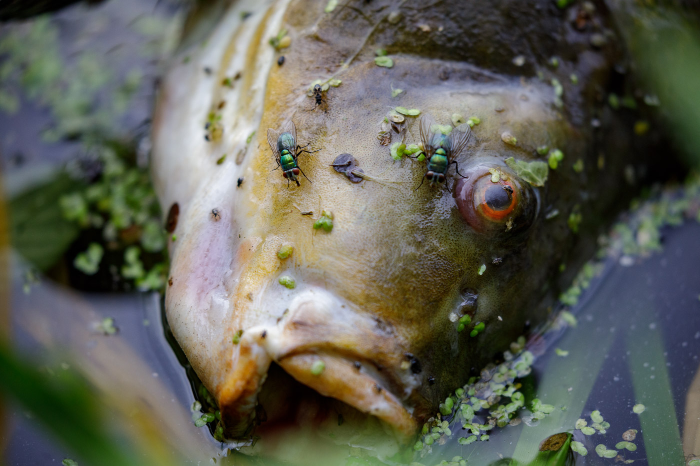 Mass Fish Deaths